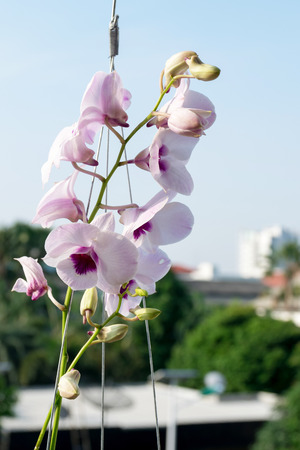 Thailand purple orchid in the garden.の写真素材