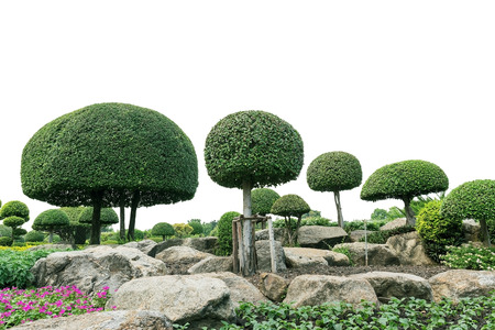 Bonsai trees in the garden.の写真素材
