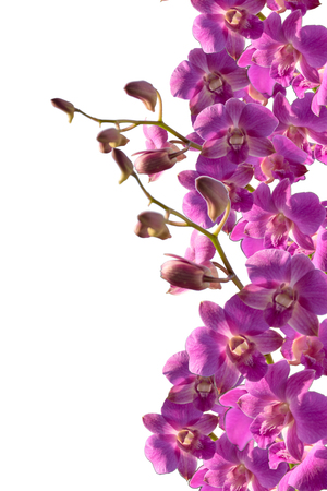 Thailand purple orchid in the garden.の写真素材