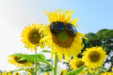 Sunglasses on beautiful big sunflower in the garden.の写真素材