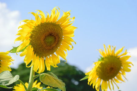 Beautiful big sunflower in the garden.の写真素材
