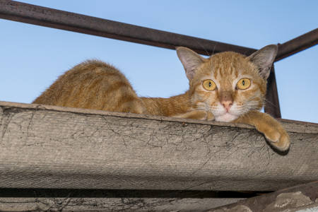 Thailand beautiful brown cat lying on the roof.の写真素材