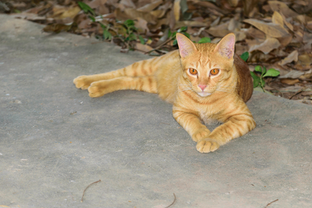 Thailand beautiful brown cat crouching on the floor.の写真素材
