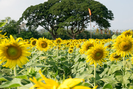 Beautiful big sunflower in the garden.の写真素材