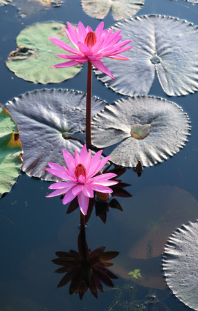 Beautiful pink lotus in the river.の写真素材
