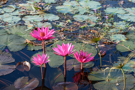 Beautiful pink lotus in the river.の写真素材