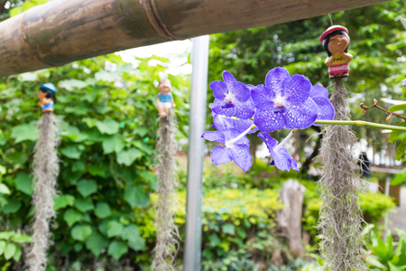 Beautiful and colorful  orchid in the garden.の写真素材