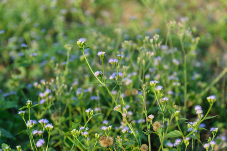 Beautiful and colorful spring meadow flower.