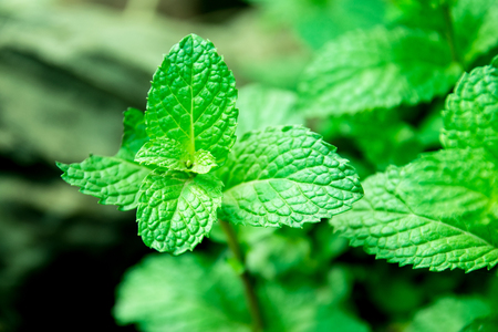 Top view of freshly mint.の写真素材