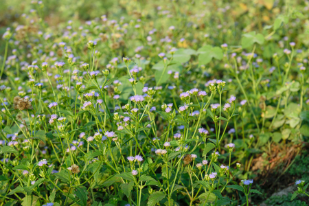 Beautiful and colorful spring meadow flower.の写真素材