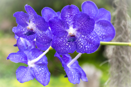 Beautiful and colorful  orchid in the garden.の写真素材