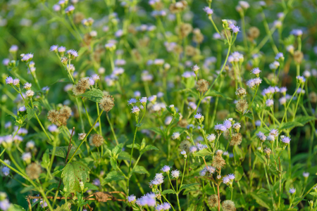 Beautiful and colorful spring meadow flower.の写真素材