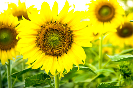 Beautiful big sunflower in the garden.の写真素材