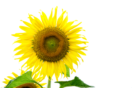 Beautiful big sunflower in the garden.の写真素材