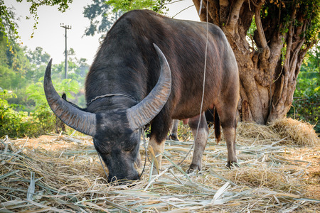 Closeup of males buffalo federation of Thailand.の写真素材