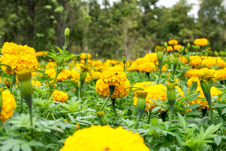 Beautiful and colorful golden yellow marigold flower.の写真素材