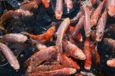 Fancy carp in the Colorful fish pond.の写真素材