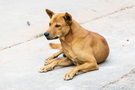 Thailand brown male dog breed.の写真素材