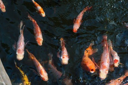 Fancy carp in the Colorful fish pond.の写真素材