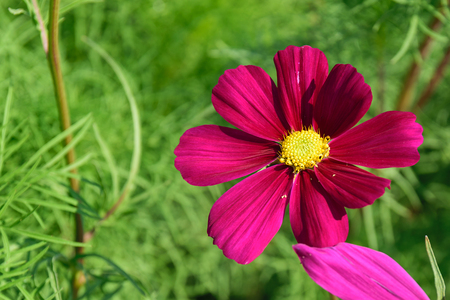Beautiful zinnia flower in the garden.の写真素材