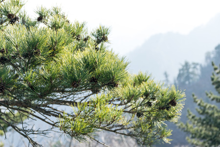 Green leaves of a pine tree in a winter landscape.