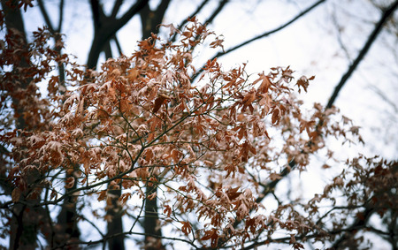 Red leaves become beautiful because of the extreme cold.