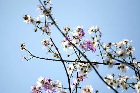 Blooming blanch with flowers of peach tree in spring over blue sky background.の写真素材