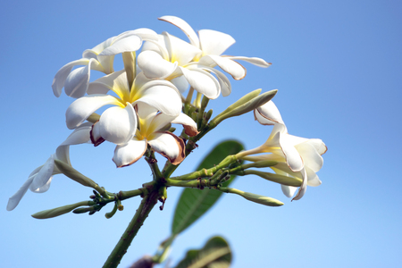 White plumeria on the plumeria tree.の写真素材