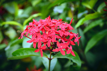 Beautiful spike flower in the garden.の写真素材