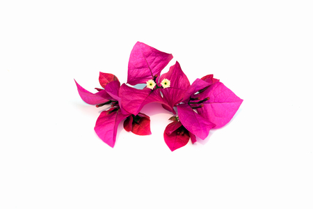 A bunch of bougainvillea flowers isolated on white background.の写真素材