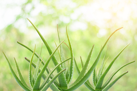 Aloe vera is a plant with many benefits both to make a drink, shampoo, skin cream and more.の写真素材
