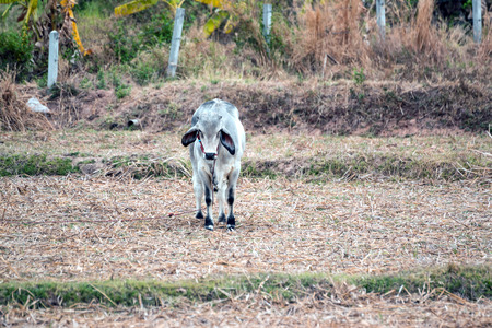 Closeup of the bull,cow in the farm.の写真素材