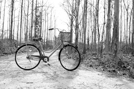 Beautiful vintage bicycle in the forest with colorful sunlight ; black and white filter style for greeting card and post card.の写真素材