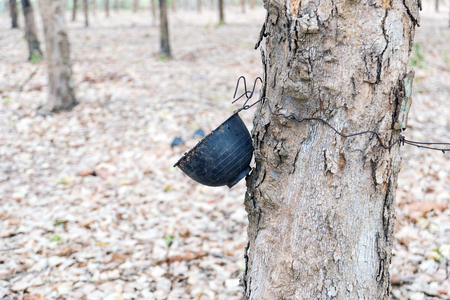 Plastic cups hanging on the tree for water supply of rubber trees.の写真素材