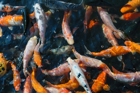 The colorful koi fish farming in ponds.の写真素材