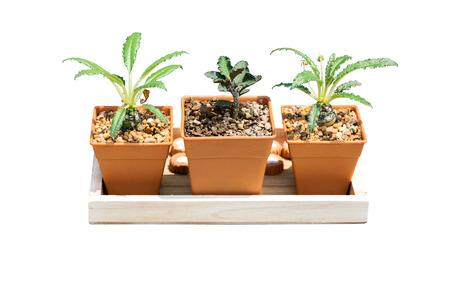 Plants grown in pots small for home and garden isolated on white background.の写真素材