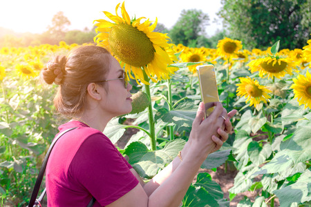 Asian woman using a smart phone to selfie with sunflower fields.の写真素材