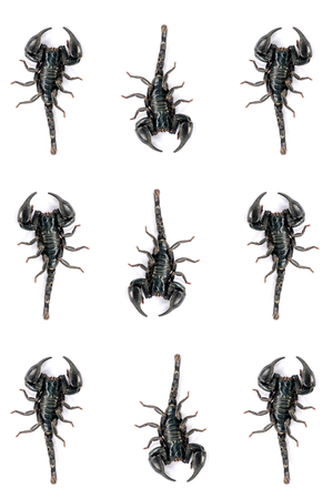 Black Scorpion isolated on white background;Poisonous animals without a backbone.の写真素材
