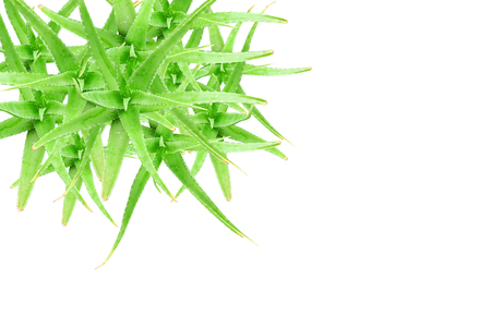 Closeup top view of the green Aloe Vera isolated on white background.の写真素材