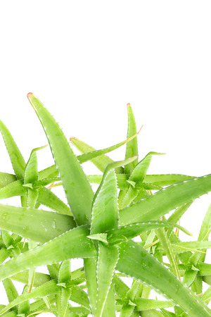 Closeup top view of the green Aloe Vera isolated on white background.の写真素材
