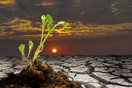Young plant on cracked land with sunset background.の写真素材