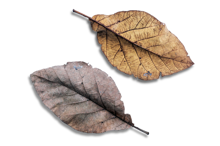 Closeup of dry leaf isolated on white background.の写真素材