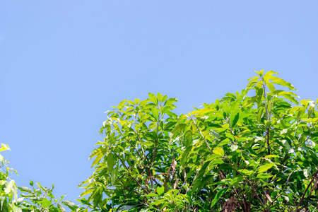 Closeup the top leaves of mango tree against blue sky background.の写真素材