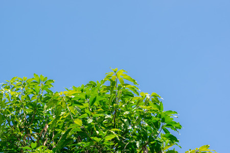 Closeup the top leaves of mango tree against blue sky background.の写真素材