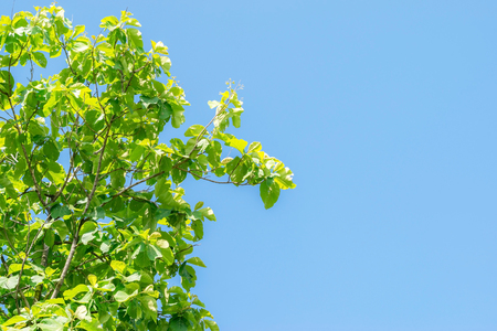 Closeup the top leaves of teak against blue sky background.の写真素材