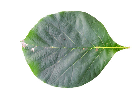 Closeup leaves of teak (Tectona grandis) isolated on white background.