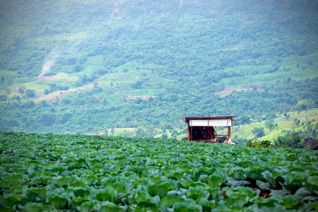 Closeup cottage garden cabbage grown on the mountain. in Thailand.の写真素材