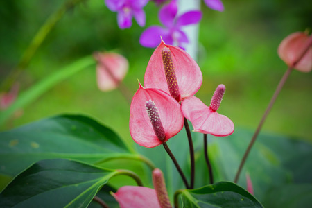 Beautiful spadix flowers in the garden.の写真素材