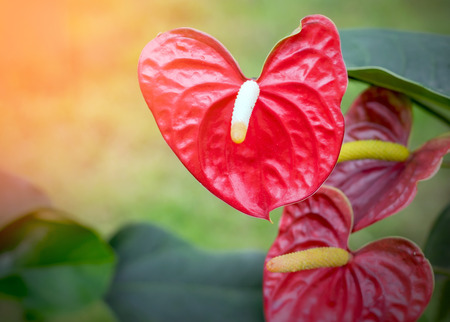 Beautiful spadix flowers in the garden.の写真素材
