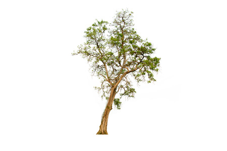 Green nature tree isolated on white background.の写真素材